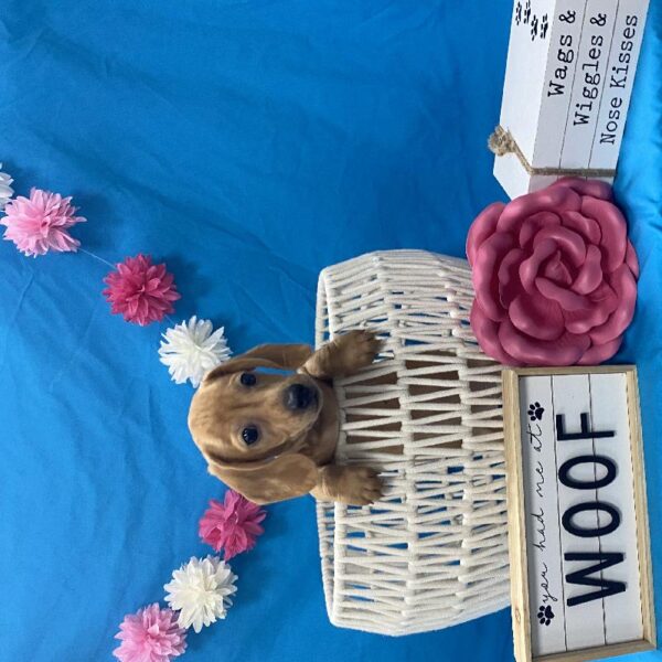 Dachshund-DOG-Female-Red Dapple-3856-Petland Woodlands, TX