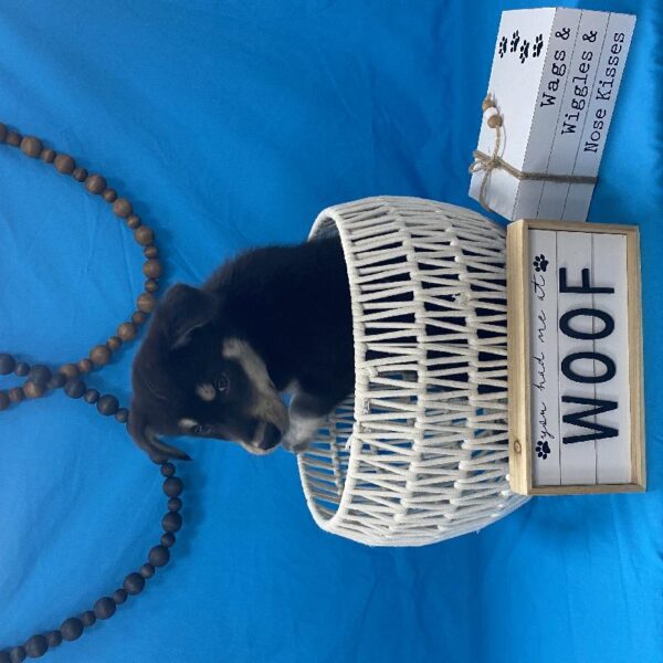 Siberian Husky-Golden Retriever-DOG-Male-Black, Tan & White-3903-Petland Woodlands, TX