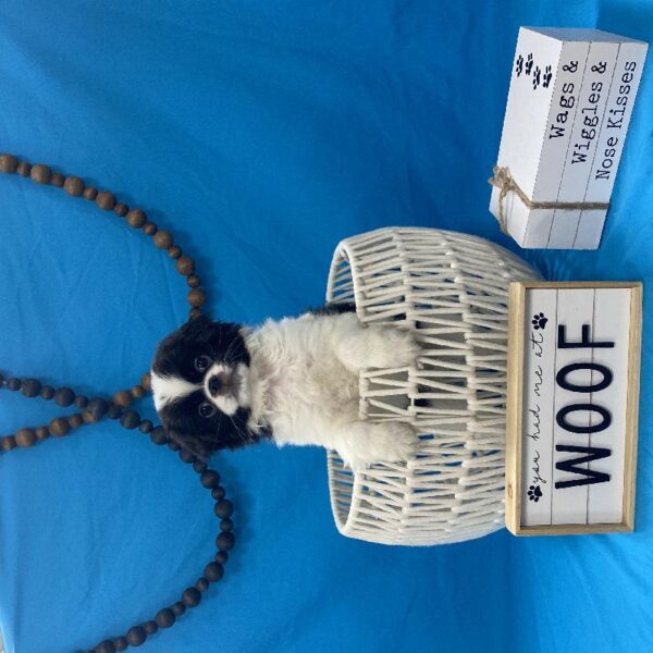 Japanese Chin-DOG-Male-Black & White-3904-Petland Woodlands, TX