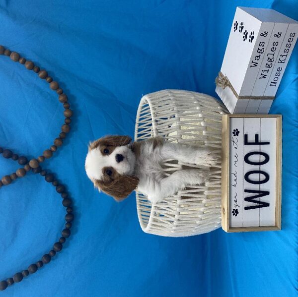 Cavalier King Charles Spaniel-DOG-Male-Blenheim / White-3858-Petland Woodlands, TX