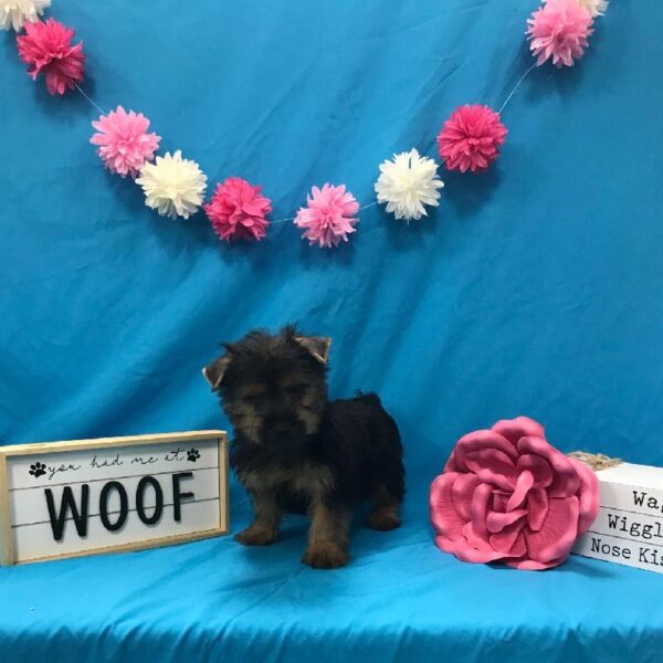 Silky Terrier-DOG-Female-Black & Tan-3937-Petland Woodlands, TX