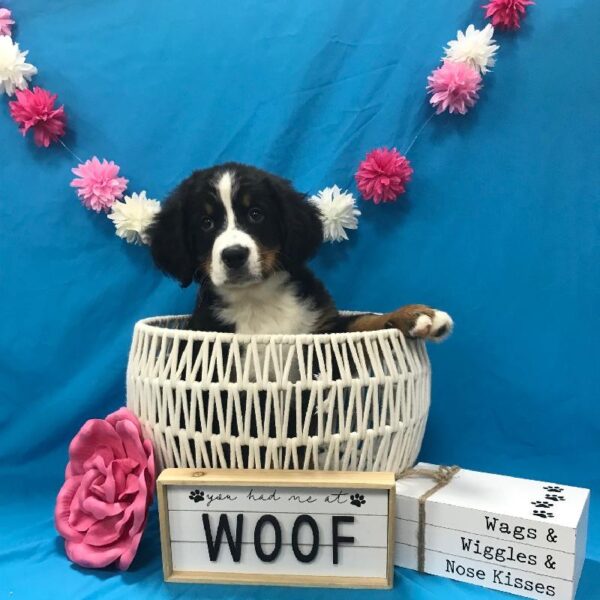 Bernese Mountain Dog-DOG-Male-Black / Rust-3916-Petland Woodlands, TX