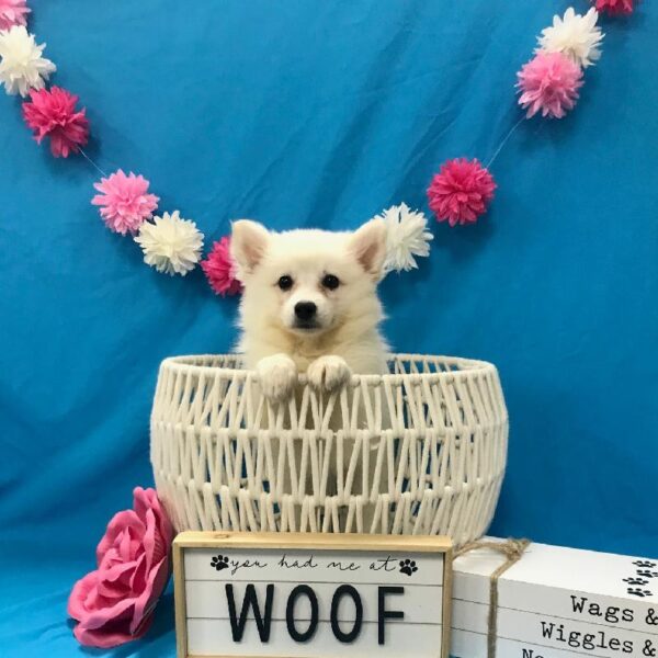 American Eskimo Dog-DOG-Female-White-3920-Petland Woodlands, TX