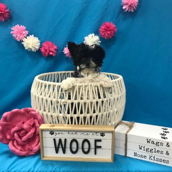 Papillon-Poodle-DOG-Female-Black & White-3940-Petland Woodlands, TX