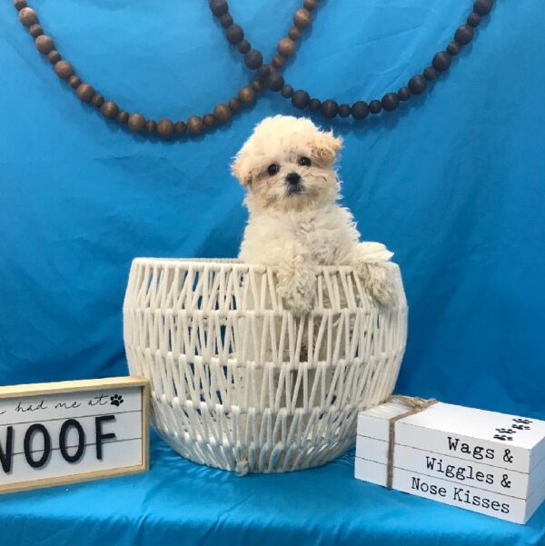 Maltipoo-DOG-Male-Cream-3941-Petland Woodlands, TX