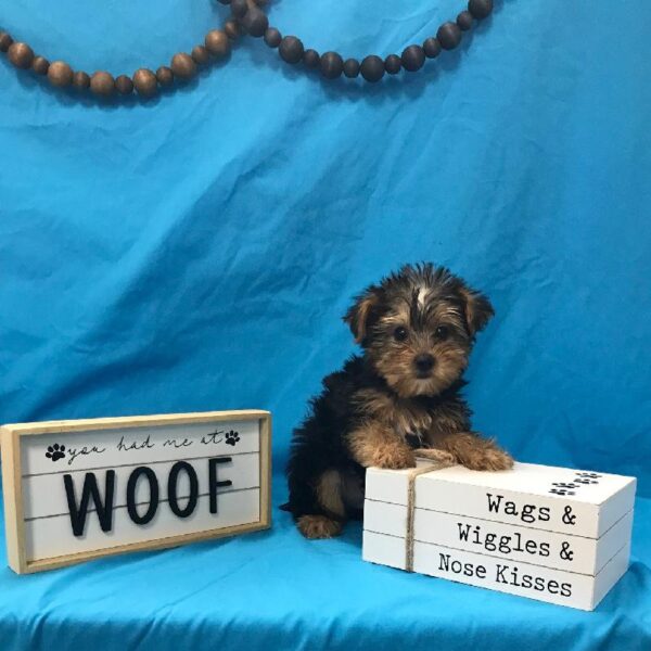 Yorkie-DOG-Male-Black / Tan-3915-Petland Woodlands, TX