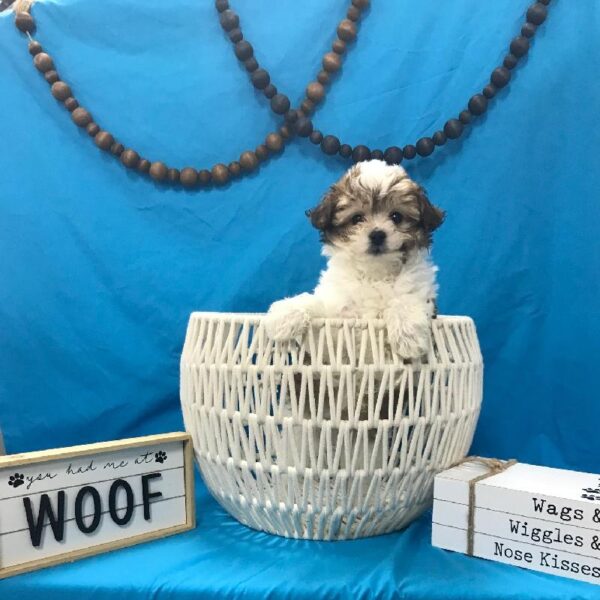 Papillon-Poodle-DOG-Male-White & Sable-3939-Petland Woodlands, TX