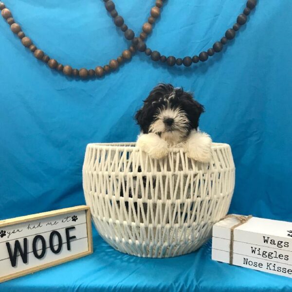 Malshi-DOG-Male-Black & White-3944-Petland Woodlands, TX
