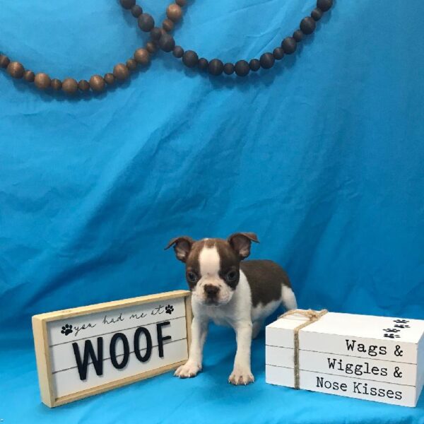Boston Terrier-DOG-Male-Red / White-3918-Petland Woodlands, TX