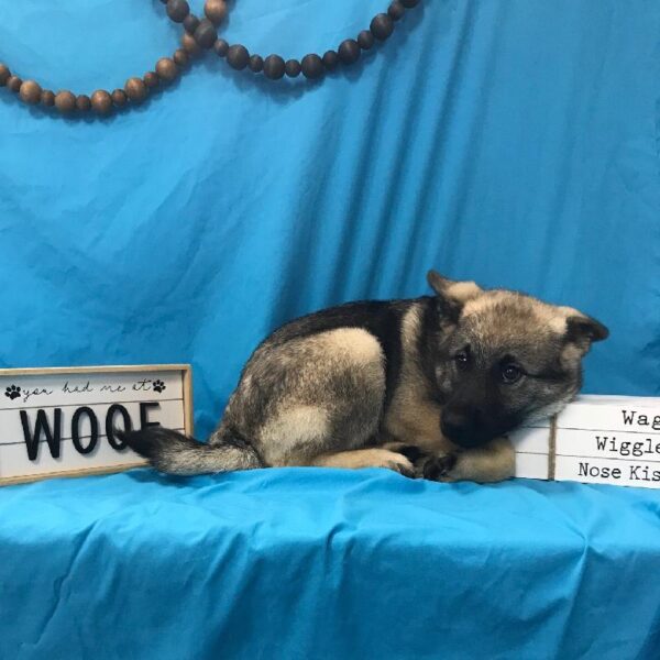 Norwegian Elkhound-DOG-Male-Sable Black Mask-3942-Petland Woodlands, TX