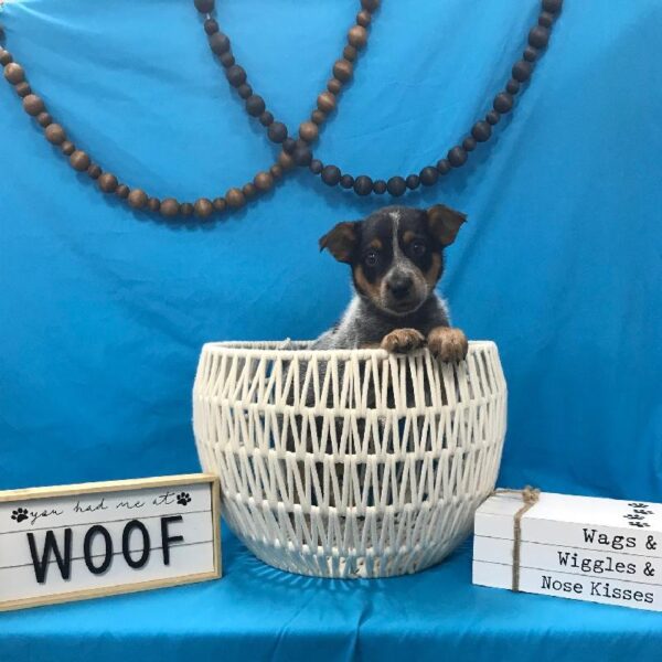 Australian Cattle Dog-DOG-Male-Blue-3917-Petland Woodlands, TX