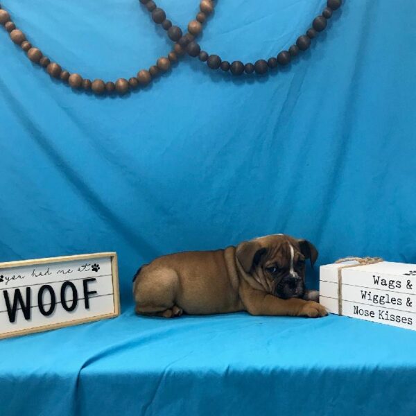English Bulldog-DOG-Male-Red Sable-3936-Petland Woodlands, TX