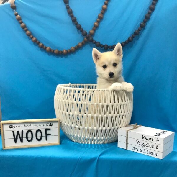 Pomsky-DOG-Male-Red & White-3935-Petland Woodlands, TX