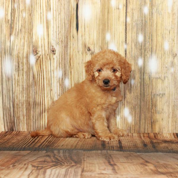 Goldendoodle Mini 2nd Gen-DOG-Female-Golden-3953-Petland Woodlands, TX