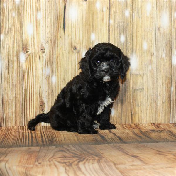 Cavapoo-DOG-Male-Black-3954-Petland Woodlands, TX