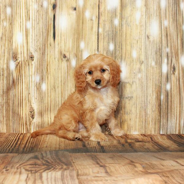 Cavapoo-DOG-Female-Apricot-3955-Petland Woodlands, TX