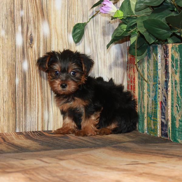 Yorkie-DOG-Female-Black / Tan-3956-Petland Woodlands, TX