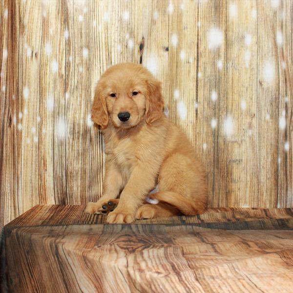 Golden Retriever-DOG-Male-Dark Golden-3957-Petland Woodlands, TX