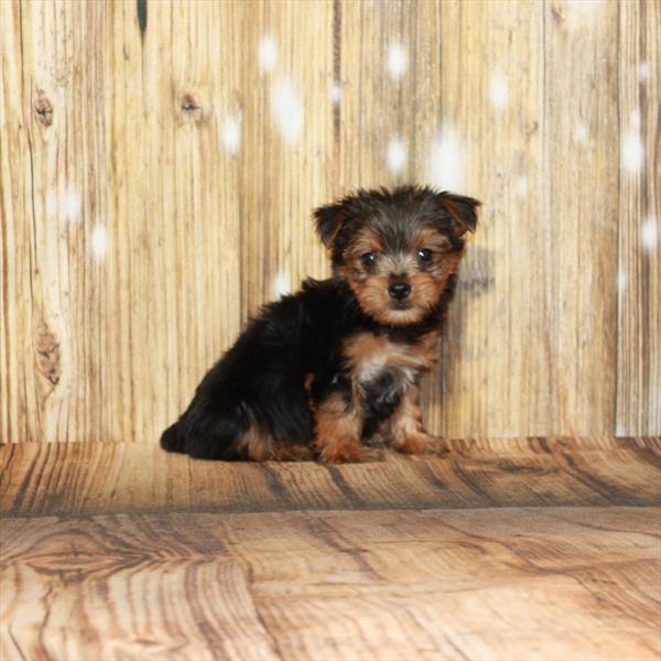 Yorkie-DOG-Male-Black / Tan-4000-Petland Woodlands, TX