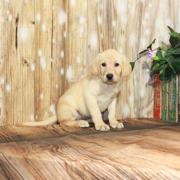 Labrador Retriever-DOG-Female-Yellow-4001-Petland Woodlands, TX