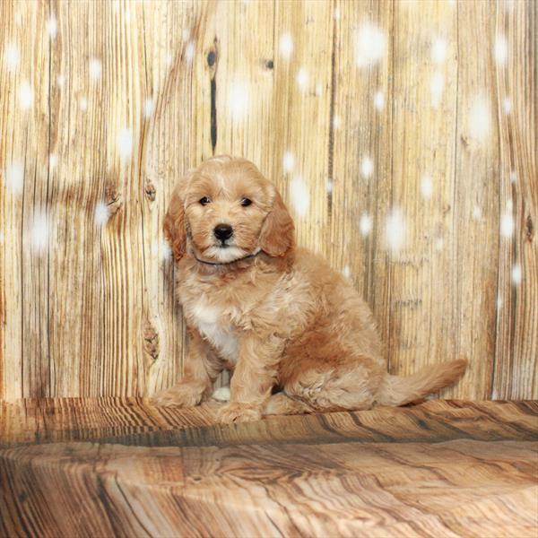 Goldendoodle Mini 2nd Gen-DOG-Female-Golden-4002-Petland Woodlands, TX