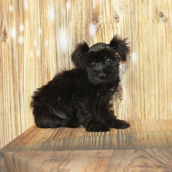 Mini Schnauzer-DOG-Female-Black-4003-Petland Woodlands, TX