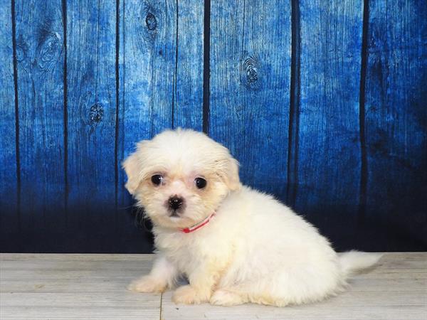 Teddy Bear-DOG-Female-White-4004-Petland Woodlands, TX