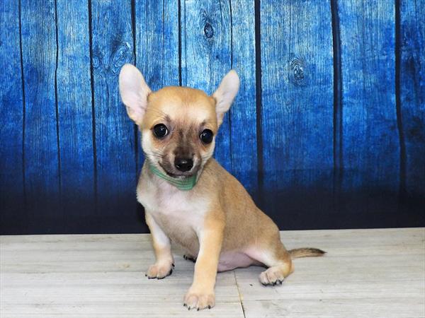 Chihuahua-DOG-Male-Fawn-4005-Petland Woodlands, TX