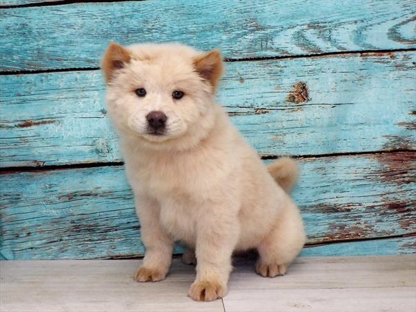 Chow Chow-DOG-Female-Cream-4006-Petland Woodlands, TX