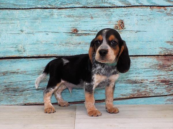 Beagle-DOG-Male-Black Tan / White-4007-Petland Woodlands, TX