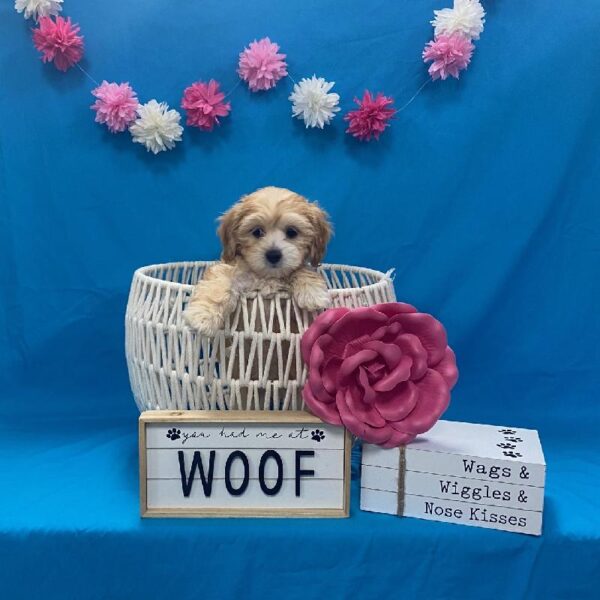 Havanese/Poodle-DOG-Female-Apricot-3990-Petland Woodlands, TX