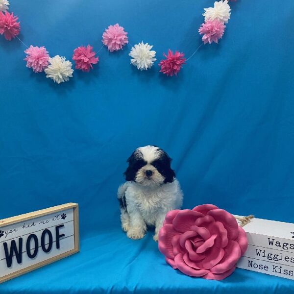 Shih Tzu-DOG-Female-Black & White Parti-3993-Petland Woodlands, TX