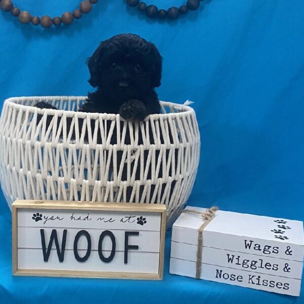 Havanese/Poodle-DOG-Male-Black-3991-Petland Woodlands, TX