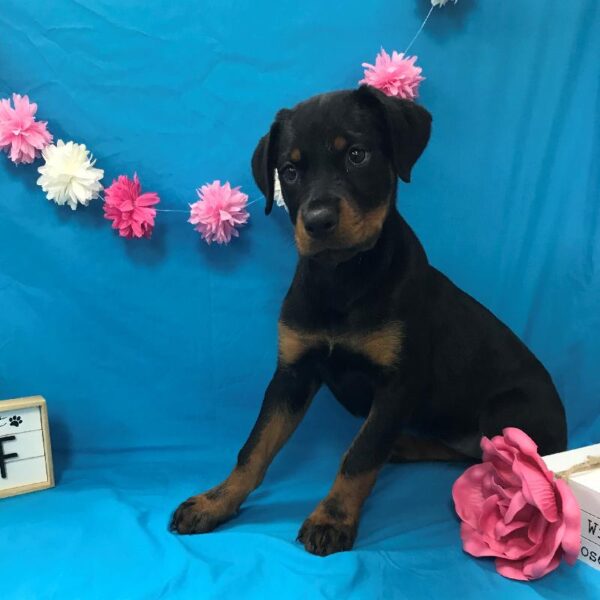 Rottweiler-DOG-Female-Blck & Mhgy-4025-Petland Woodlands, TX