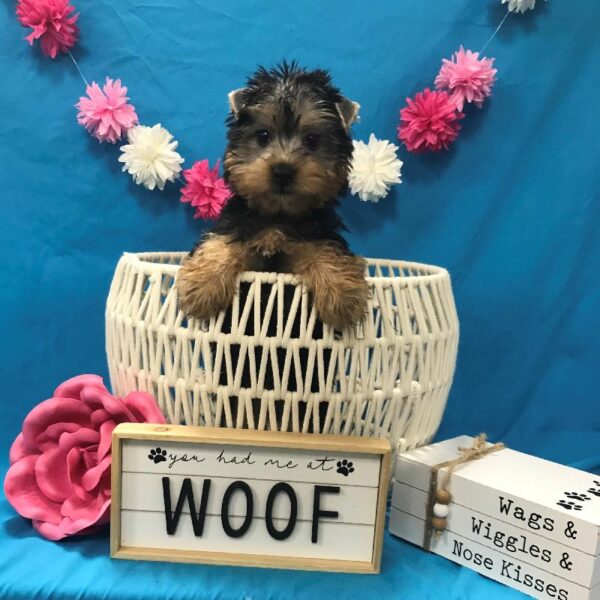 Silky Terrier-DOG-Female-Black & Tan-4028-Petland Woodlands, TX