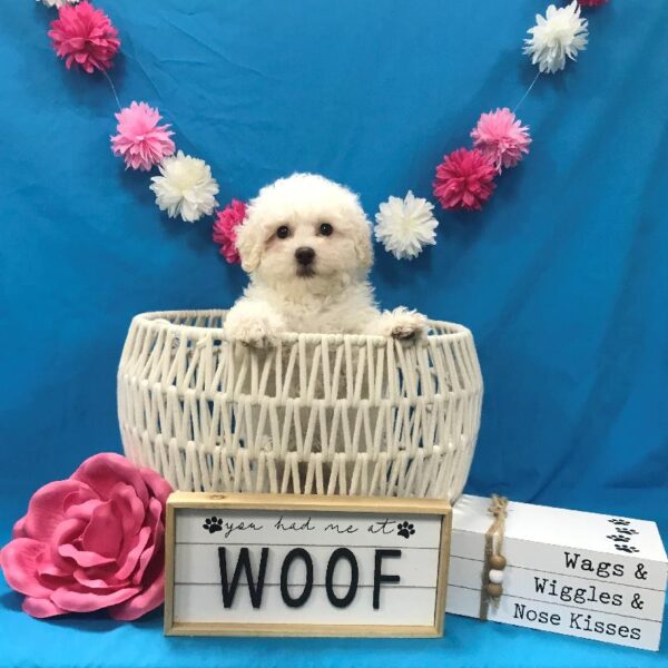 Poodle-DOG-Female-Cream-4029-Petland Woodlands, TX