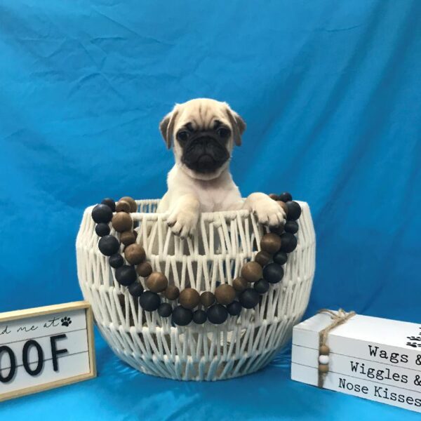 Pug-DOG-Male-Fawn-4027-Petland Woodlands, TX