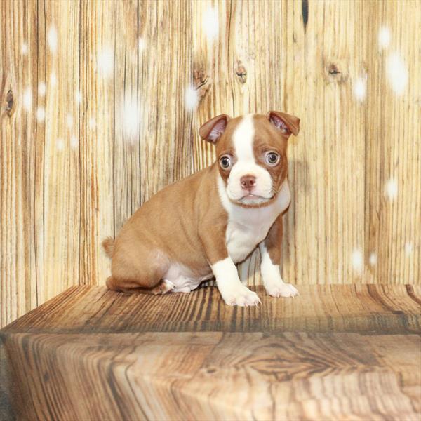Boston Terrier-DOG-Male-Red / Brindle-4042-Petland Woodlands, TX