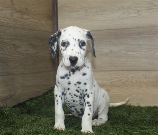 Dalmatian-DOG-Male-Black / White-4085-Petland Woodlands, TX