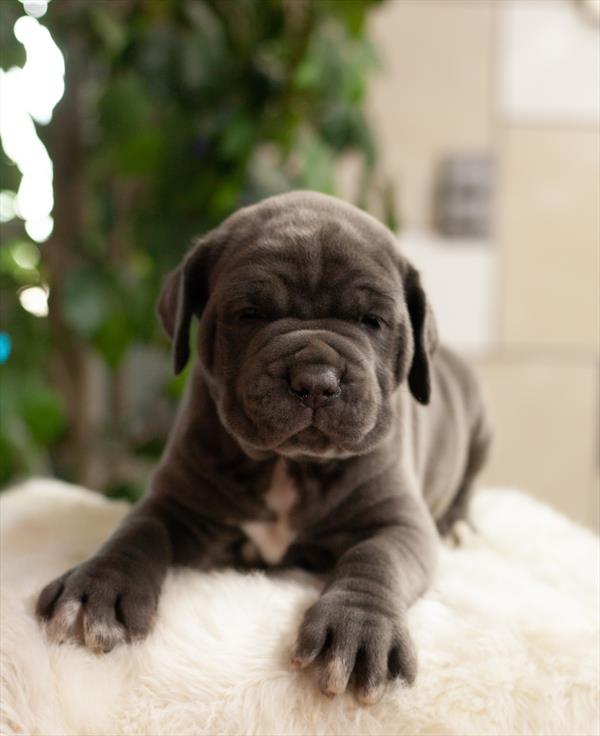Neapolitan Mastiff-DOG-Male-Blue-4086-Petland Woodlands, TX