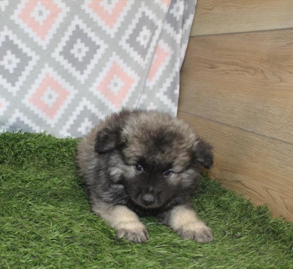 Keeshond DOG Male Black / Silver 4090 Petland Woodlands, TX