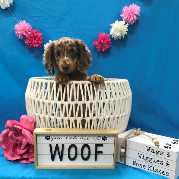 Dachshund-DOG-Female-Chocolate / Tan-4045-Petland Woodlands, TX