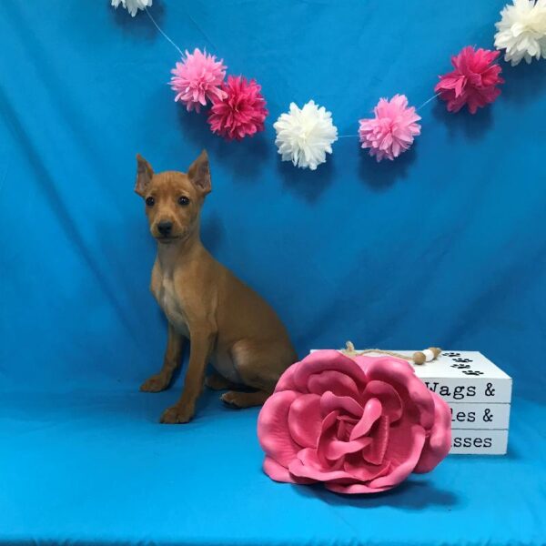 Min Pin-DOG-Female-Red-4046-Petland Woodlands, TX