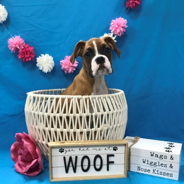 Boxer-DOG-Female-Fawn-4041-Petland Woodlands, TX