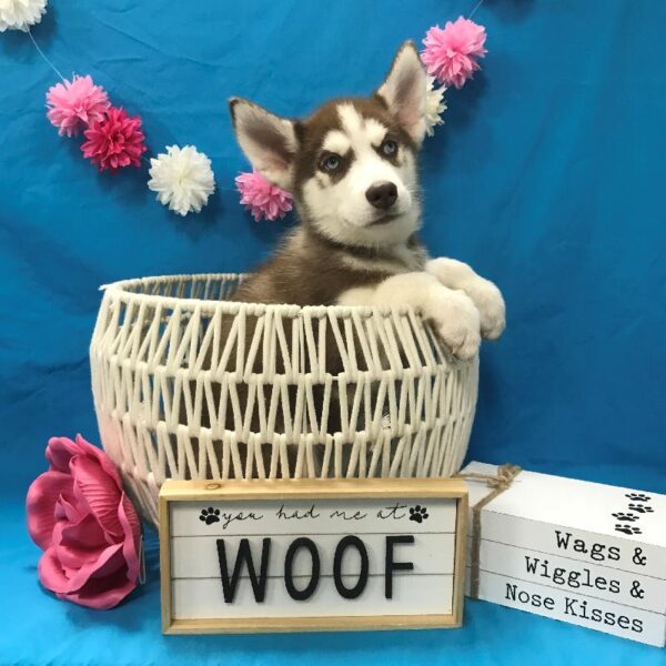 Siberian Husky-DOG-Female-Red-4043-Petland Woodlands, TX