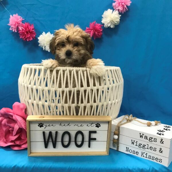 Teddy Bear-DOG-Female-Gold-4050-Petland Woodlands, TX