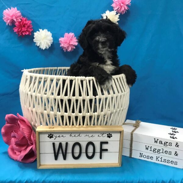 Mini Aussiedoodle-DOG-Female-Black-4096-Petland Woodlands, TX