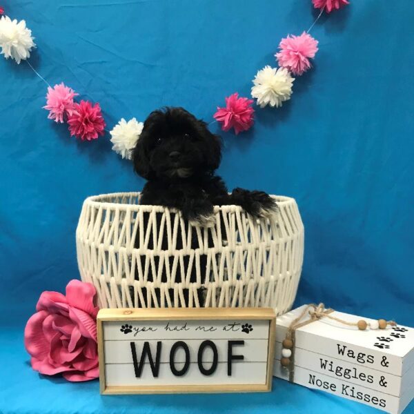Cockapoo-DOG-Female-Black-4044-Petland Woodlands, TX
