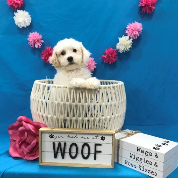 Bichon-Poodle-DOG-Female-Sable & White Parti-4105-Petland Woodlands, TX