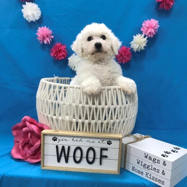 Bichon-DOG-Female-White-4110-Petland Woodlands, TX